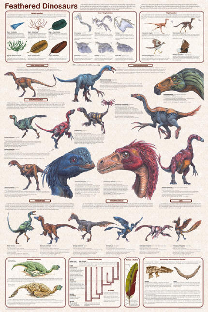 http://www.dinosaur-world.com/feathered_dinosaurs/other_Images/feathered_dinosaurs2.jpg