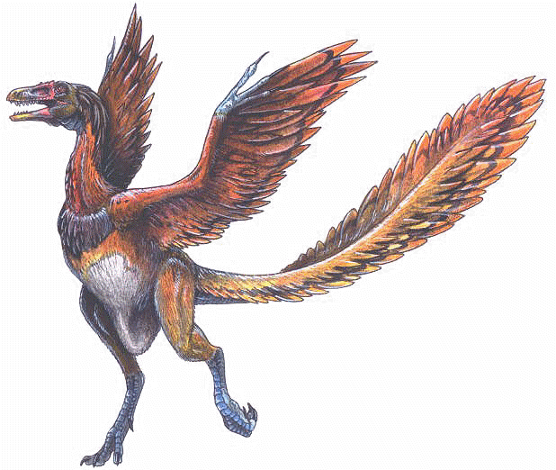 [Bild: archaeopteryx_lithographica.gif]