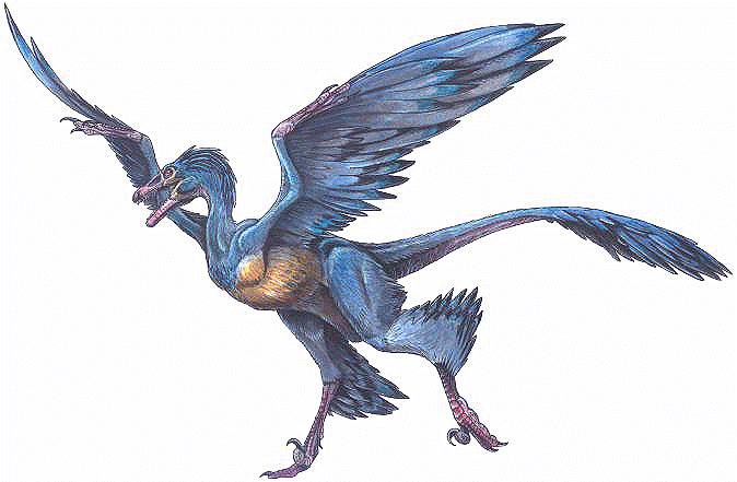 http://www.dinosaur-world.com/feathered_dinosaurs/species/microraptor_gui.gif