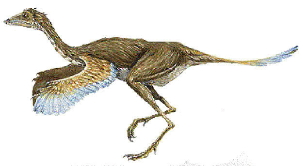Protarchaeopteryx Robusta