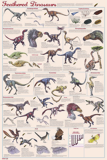 http://www.dinosaur-world.com/feathered_dinosaurs/thumbs/feathered_dinosaurs2_low-rez-full-size.jpg