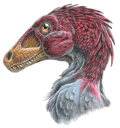 http://www.dinosaur-world.com/feathered_dinosaurs/thumbs/thumb-atrociraptor_marshalli-web.gif
