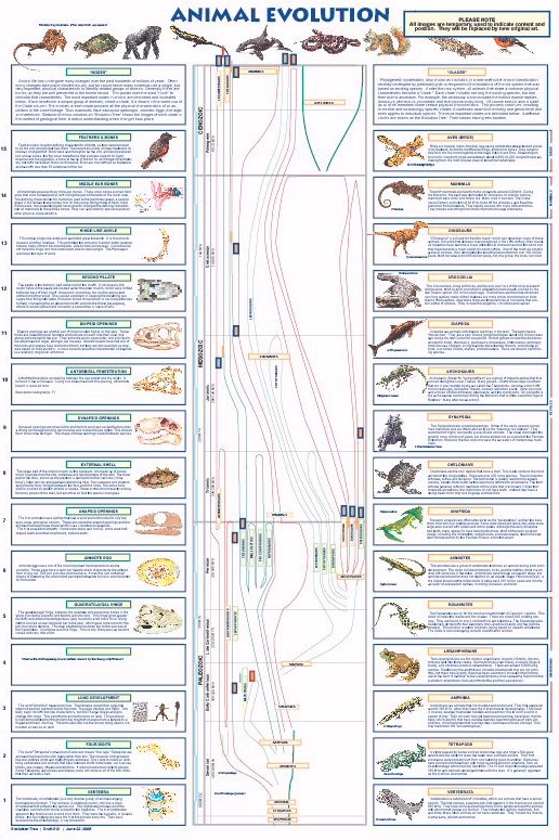 Mammal Poster shows all orders and many species. Poster is a great Teaching  aid