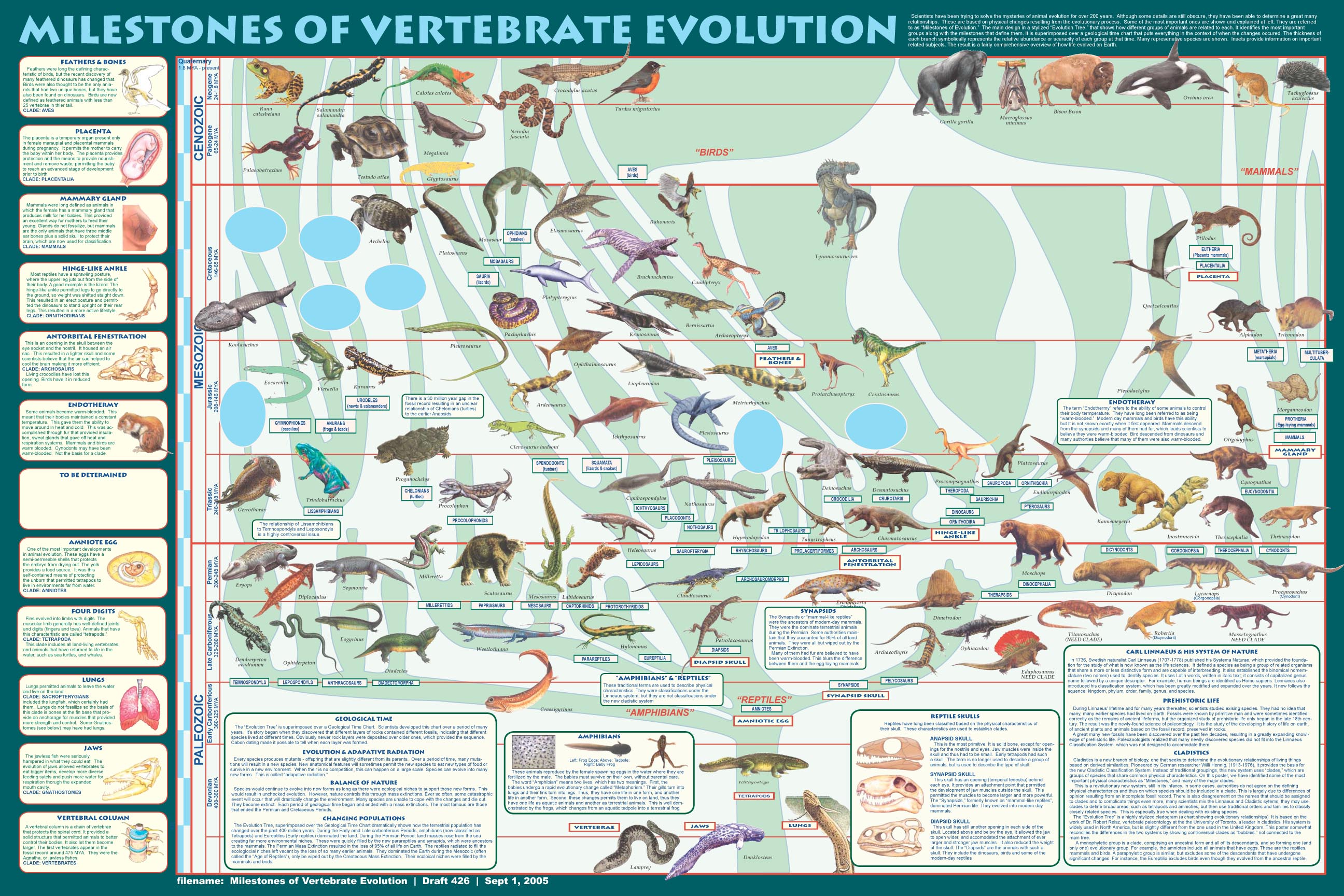 Mammal Poster shows all orders and many species. Poster is a great Teaching  aid