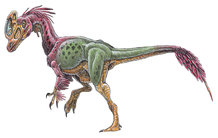 http://www.dinosaur-world.com/tyrannosaurs/guanlong_wucaii-web2.gif