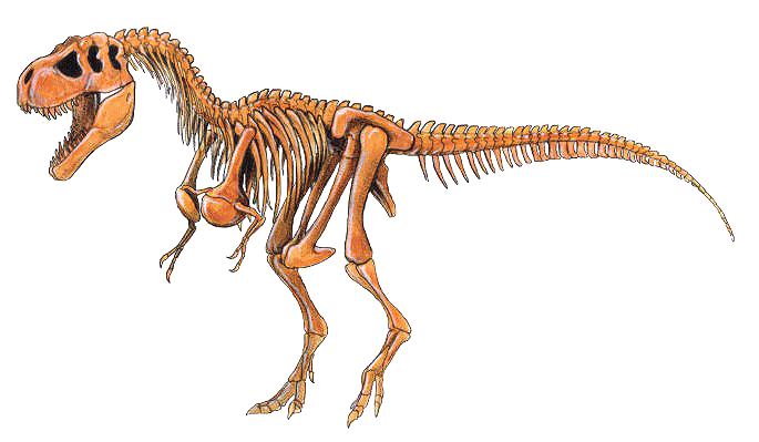 US to auction rare T-Rex skeleton
