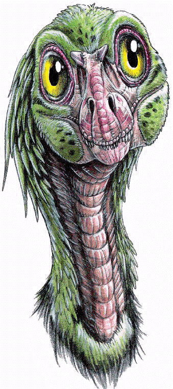 Troodon formosus dinosaur